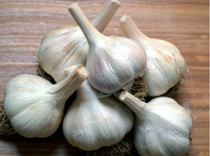 Hudson Valley Organic Porcelain Garlic - FREE Shipping